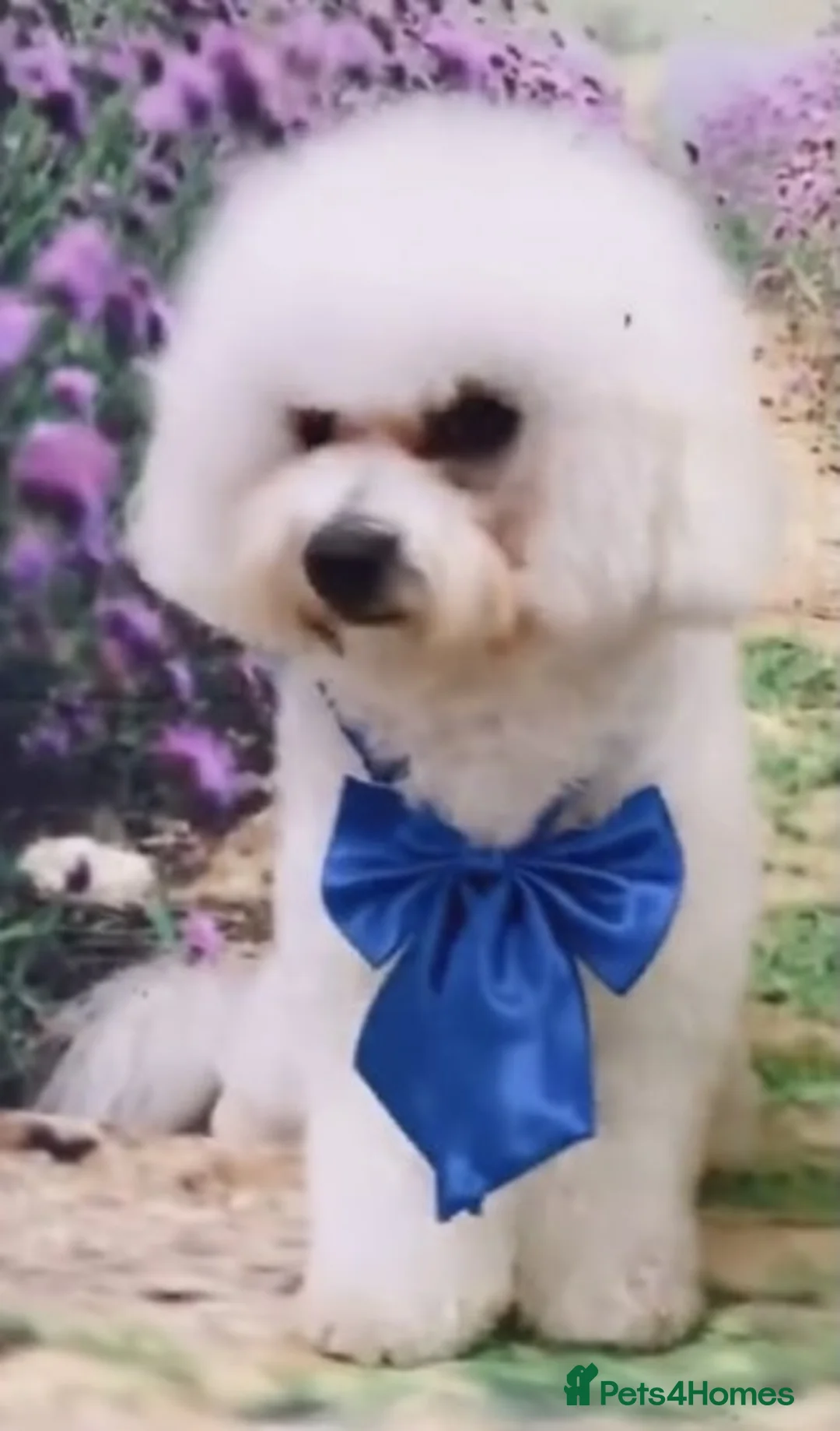 Bichon Frise dogs for stud: Bichon Frise *for stud only* in Hoddesdon - Advert 3