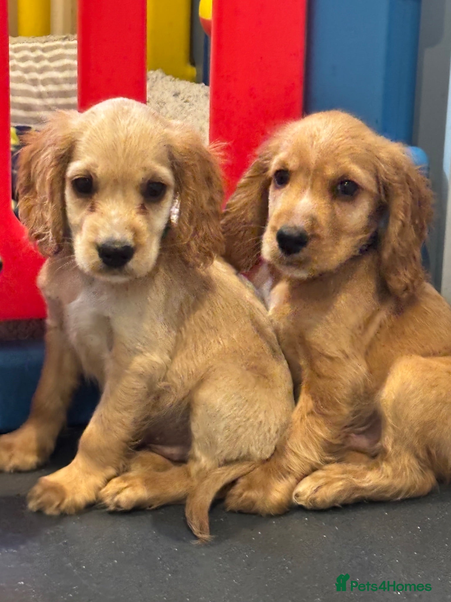 Cocker Spaniel dogs show type cocker spaniels READY NOW - Advert 13