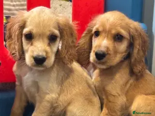 Cocker Spaniel dogs show type cocker spaniels READY NOW - Advert 13