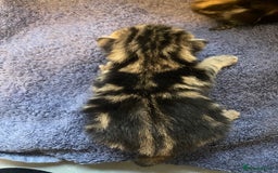 Bengal cats for sale: 9 BENGAL RAGDOLL X KITTENS - Image 28