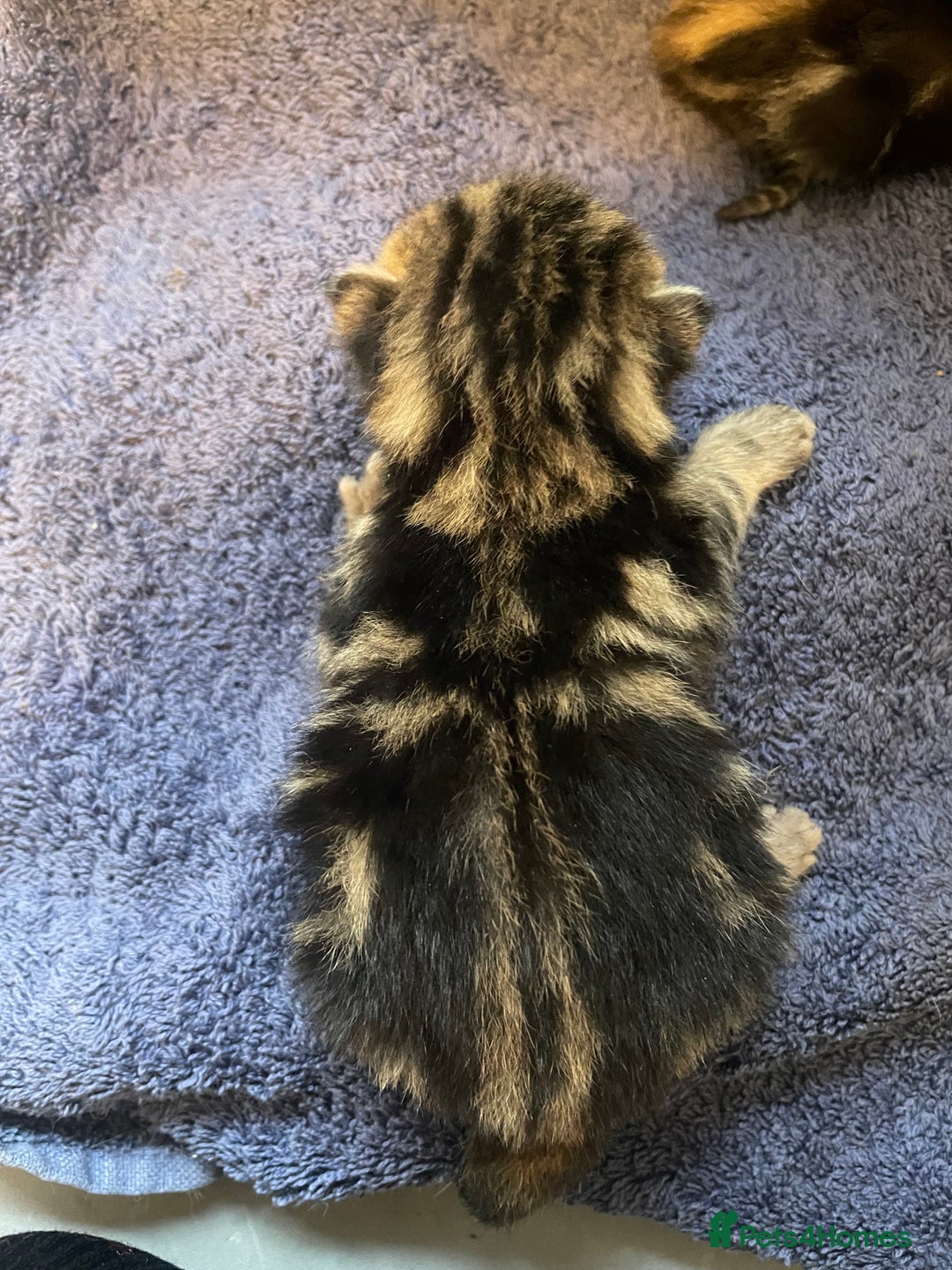 Bengal cats for sale: 9 BENGAL RAGDOLL X KITTENS - Image 28