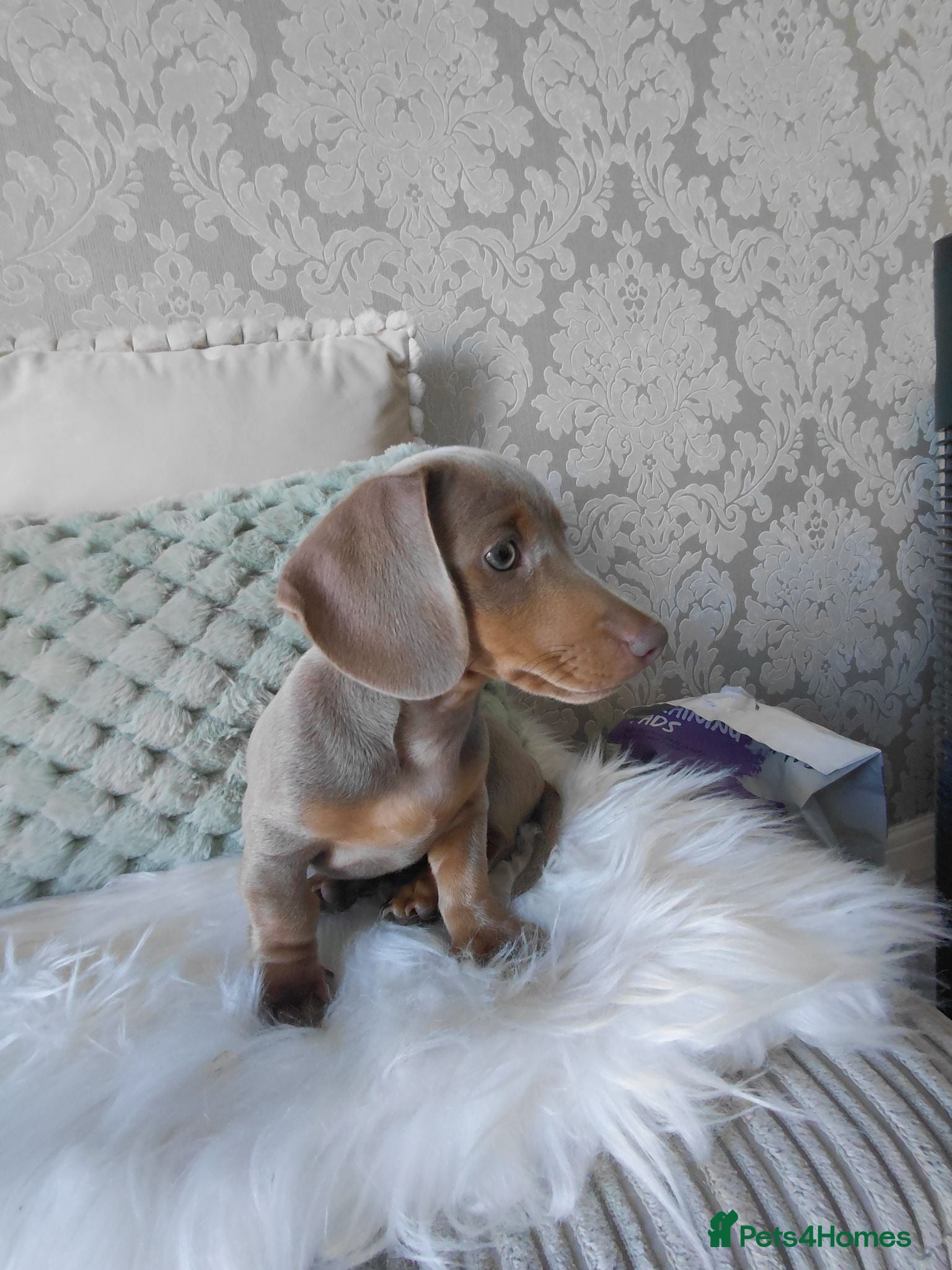 Dachshund dogs Stunning Dachshund Puppy - Advert 4