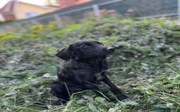 Mixed Breed dogs for adoption: Spider for adoption - Image 2