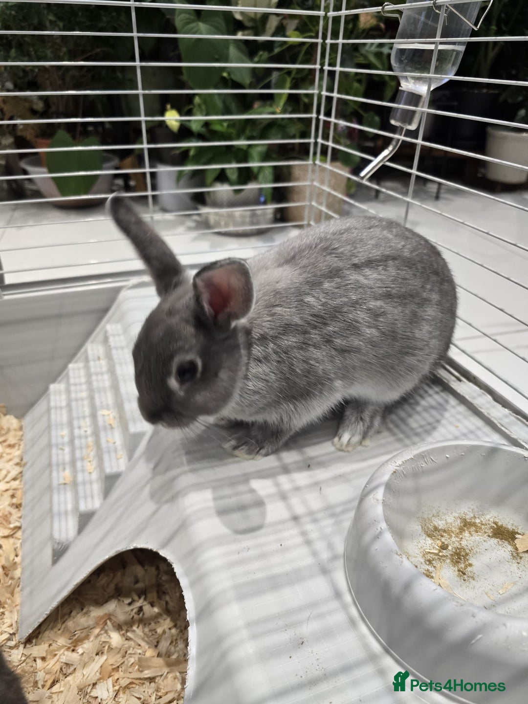 Mixed Breed rabbits for sale: 2 Netherland Dwarf Rabbits - Advert 5