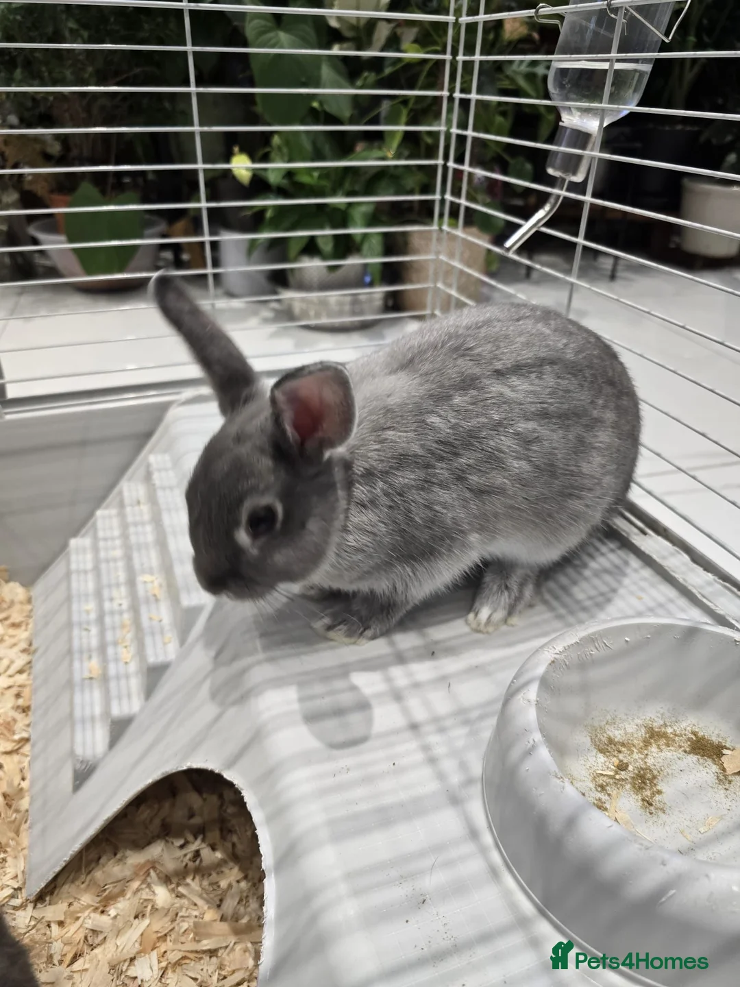Mixed Breed rabbits for sale: 2 Netherland Dwarf Rabbits - Advert 5