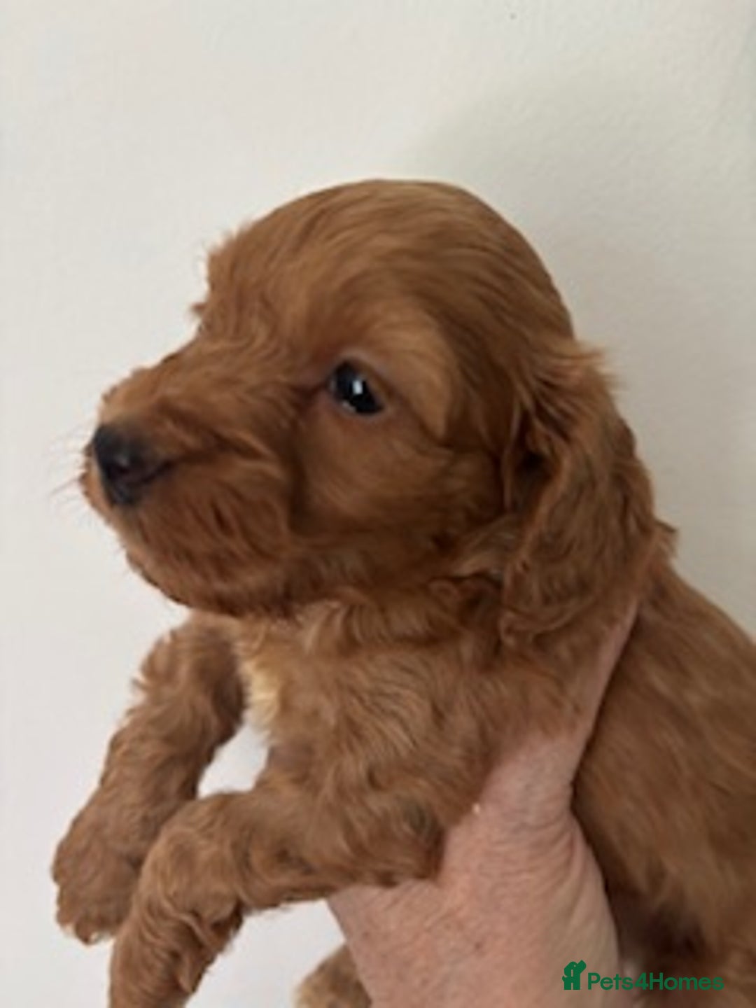 Cockapoo dogs for sale: Gorgeous F1 Cockapoo babies - DNA clear - Image 9