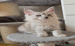 Maine Coon cats for sale: Maine Coon kittens  - Image 1