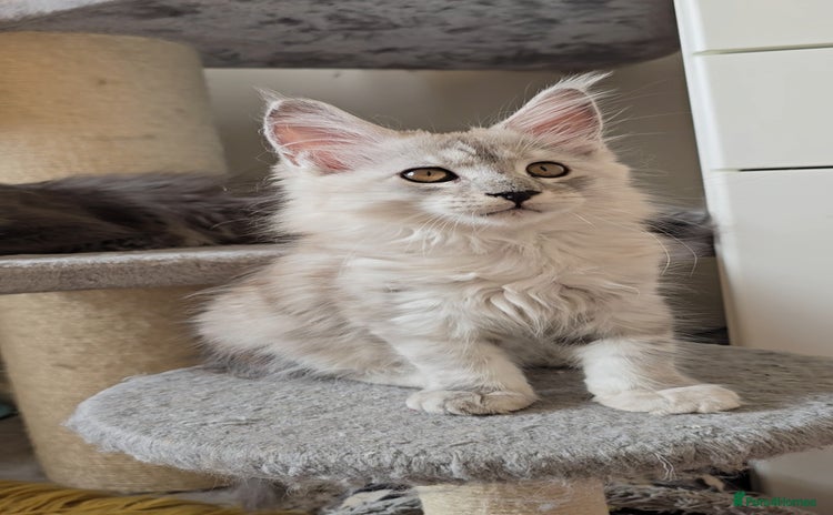 Maine Coon cats - Advert 3
