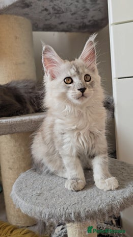 Maine Coon cats - Advert 3