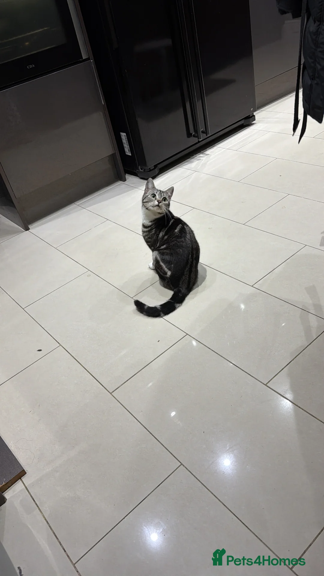 Bengal cats for sale: Bengal female kitten 7 months old in Leicester - Advert 6