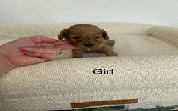 Cockapoo dogs for sale: Amazing mix of colours F1 Cockapoo pups - Image 8