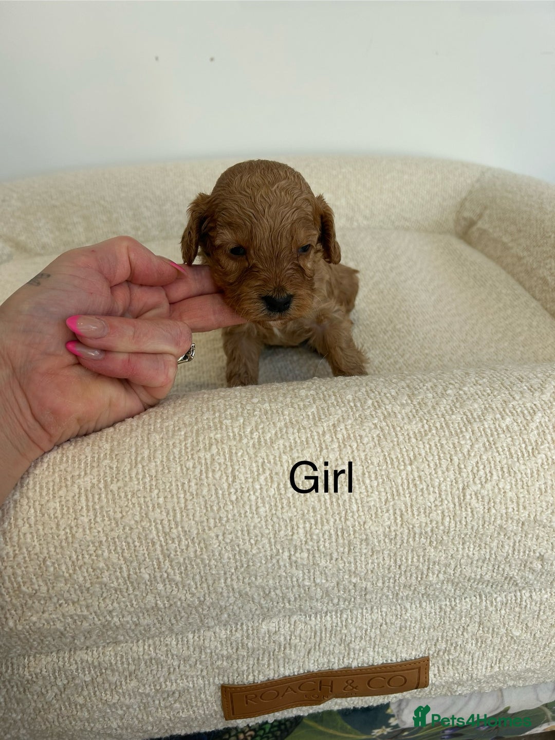 Cockapoo dogs for sale: Amazing mix of colours F1 Cockapoo pups - Image 8