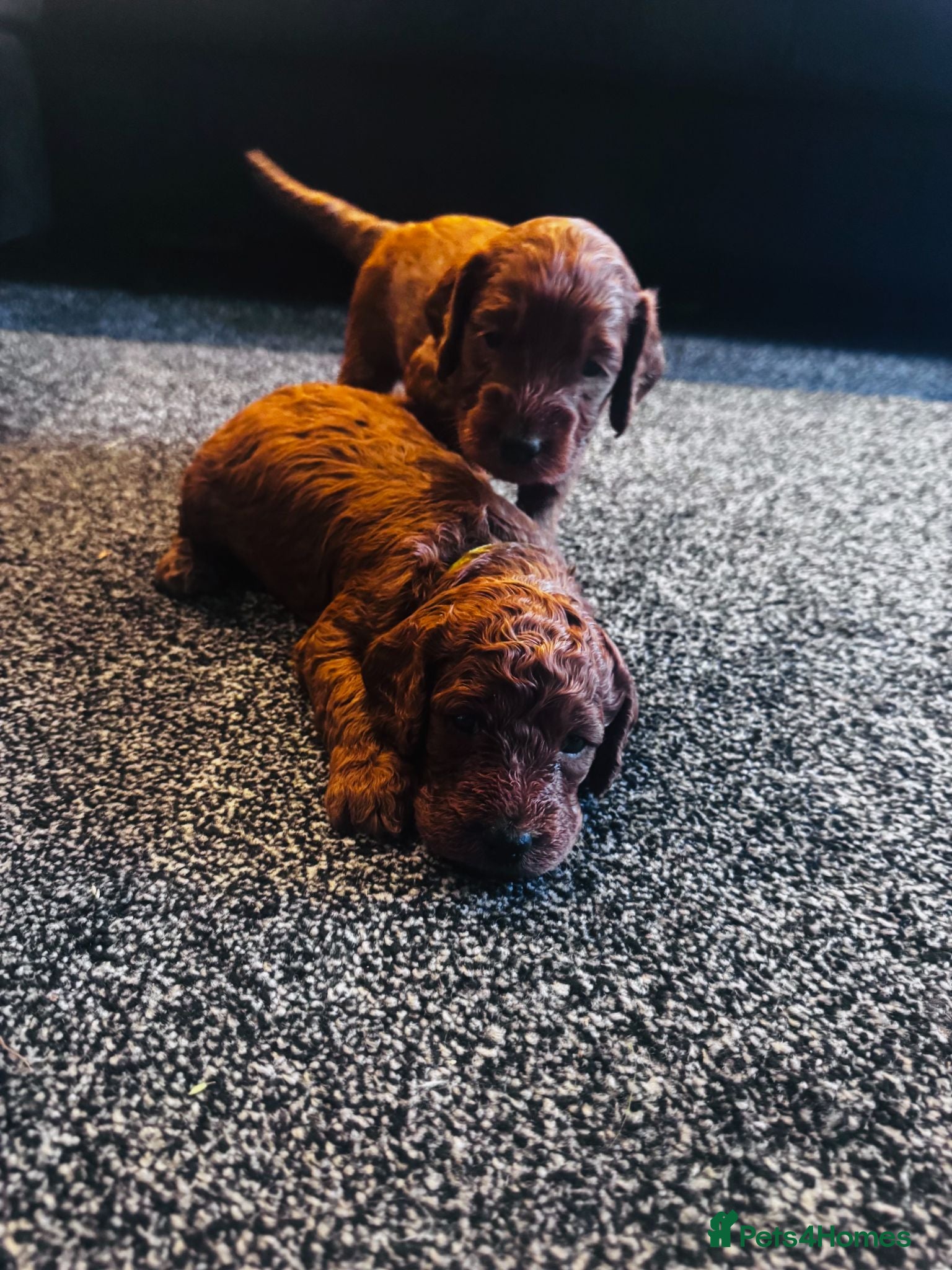 Cockapoo dogs Beautiful Red Medium Cockapoo Puppies - Advert 2
