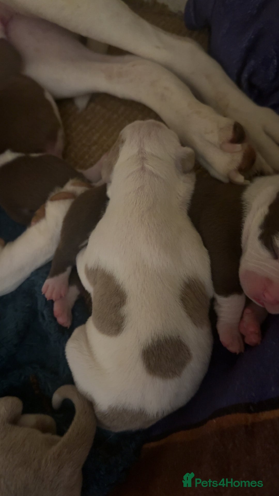 Mixed Breed dogs for sale: Standard bully cross breed - Advert 7