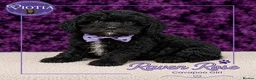 Cavapoo dogs for sale: 🐶 Beautiful F1 Cavapoo Puppies Ready Now 🐶 - Advert 3
