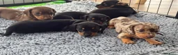 Miniature Dachshund dogs for stud: GLYNFELIN JACK MASTER FUNK miniature dachshund - Advert 11