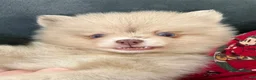 Pomeranian dogs for sale: 100% POM!🐻DNA&HEALTH TESTED!🧬 - Advert 10