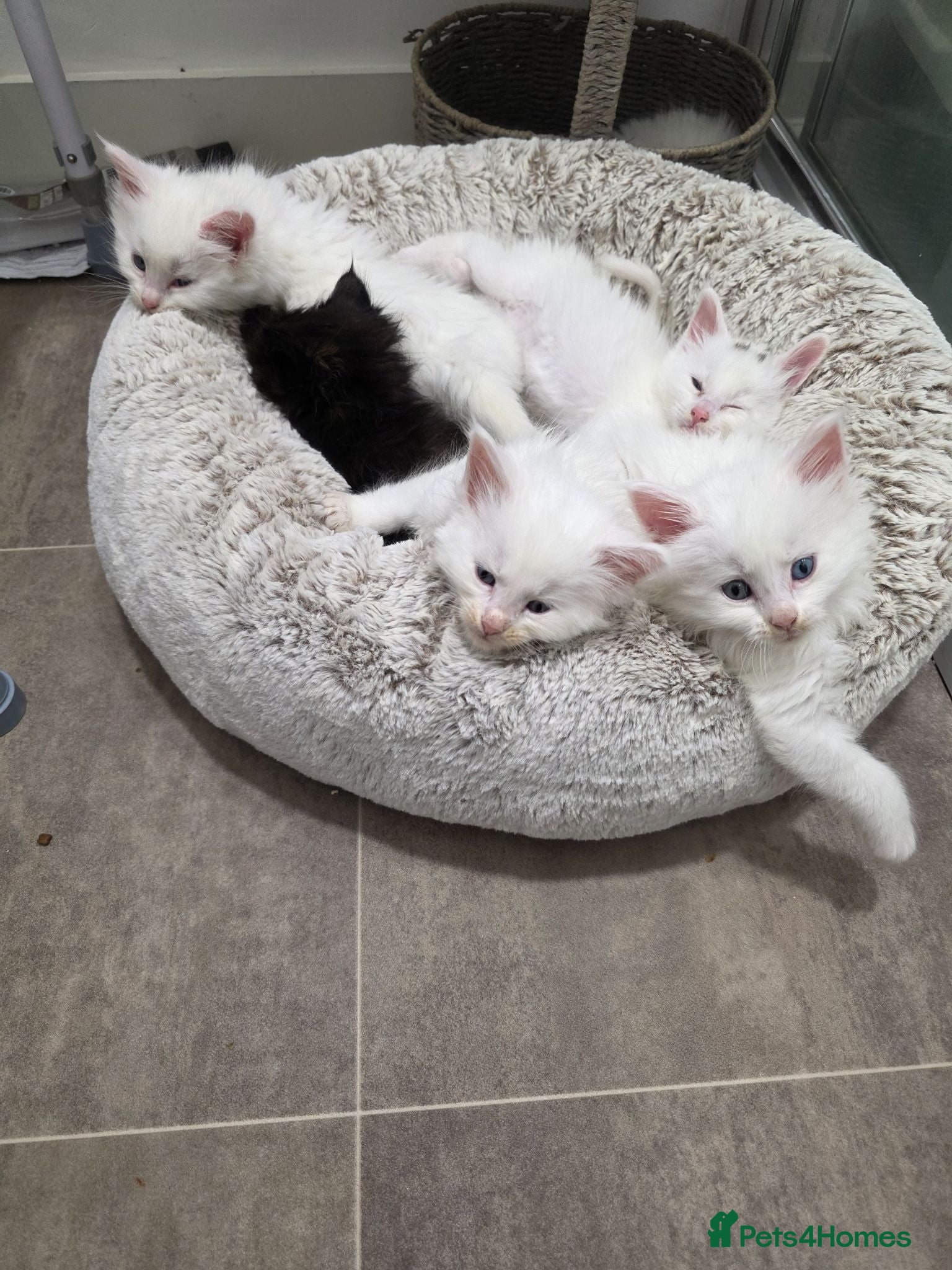 Maine Coon cats Maine coon kittens Russian blood lines - Advert 3