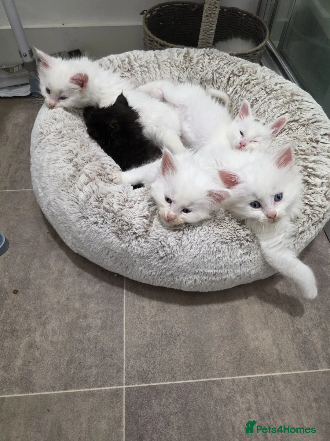 Maine Coon cats for sale: Maine coon kittens - Advert 1