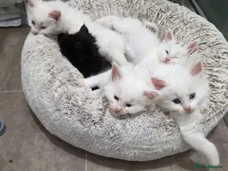 Maine Coon cats Maine coon kittens Russian blood lines - Advert 3