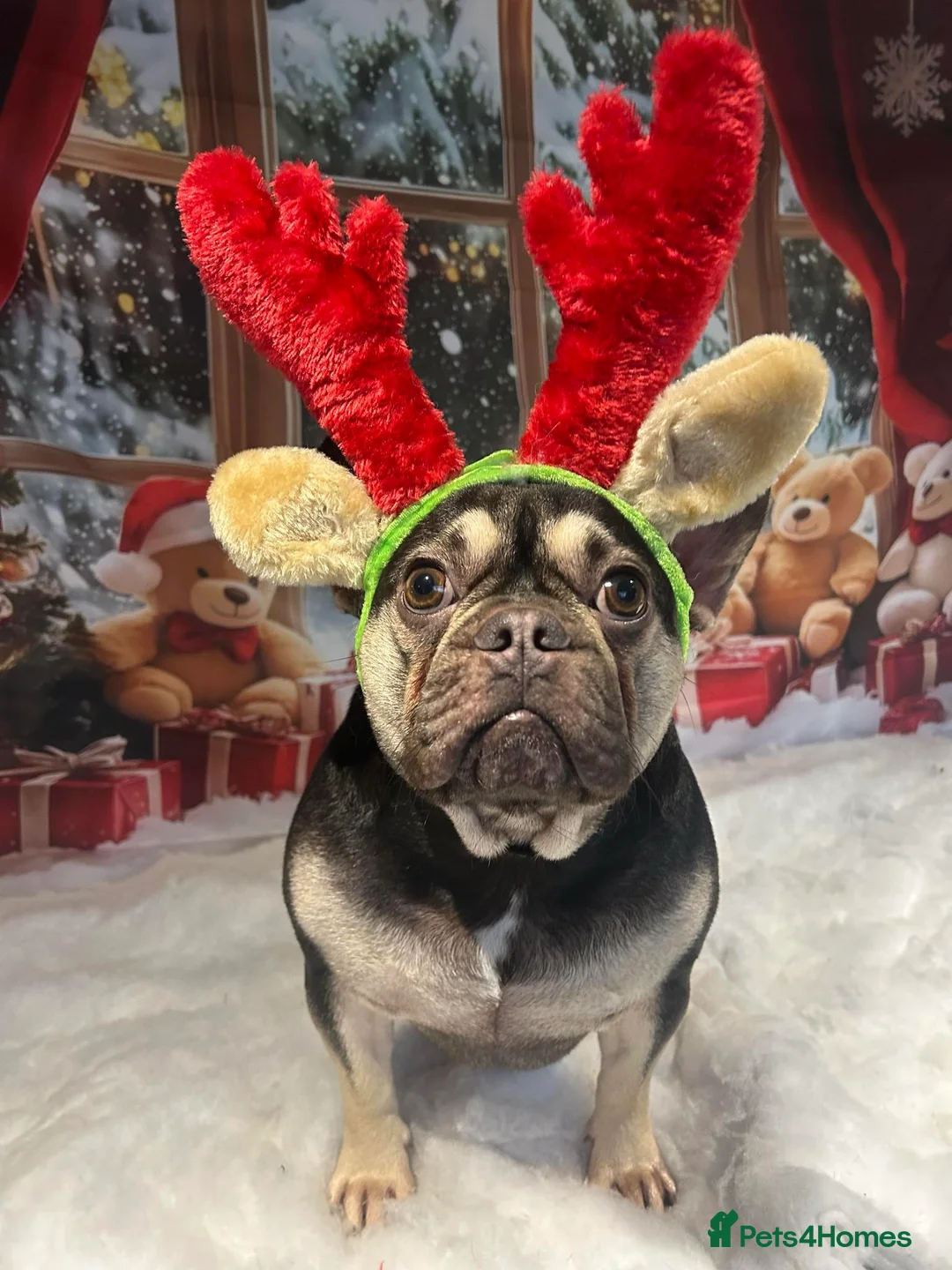 French Bulldog dogs for sale: Male french bulldog - Advert 3