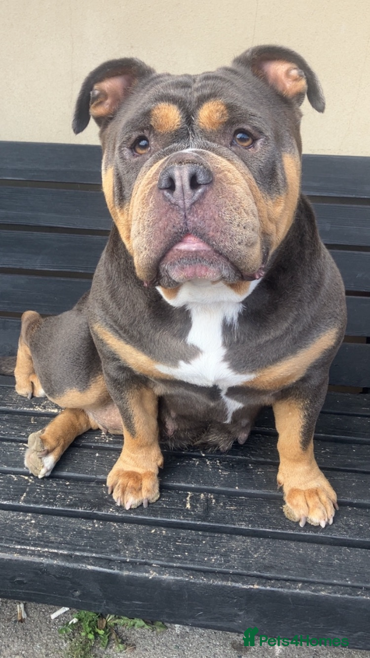 Dorset Olde Tyme Bulldogge dogs Olde English bulldog pups for sale - Advert 5