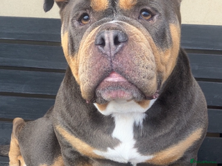 Dorset Olde Tyme Bulldogge dogs Olde English bulldog pups for sale - Advert 9