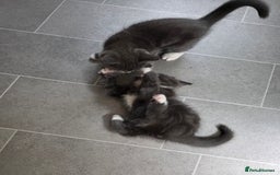 Siberian cats for sale: Siberian x Domestic shorthair stunning kittens  - Image 13