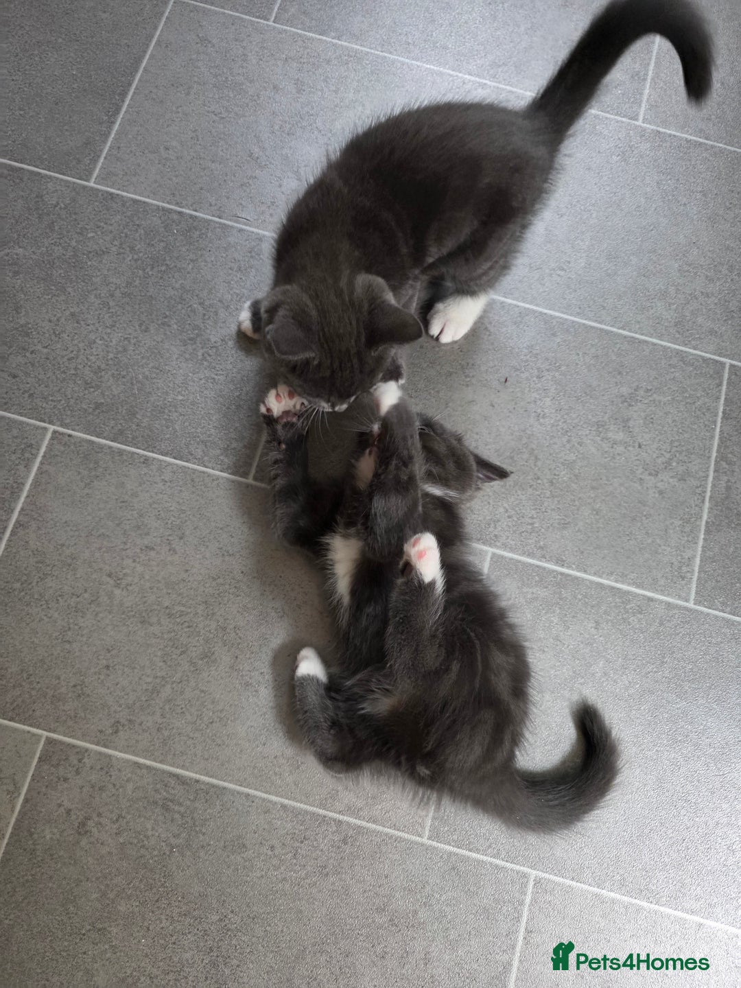 Siberian cats for sale: Siberian x Domestic shorthair stunning kittens  - Image 13