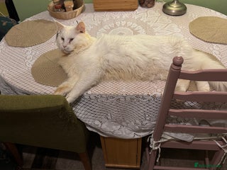 Maine Coon cats Maine Coon Male Available for Stud - Advert 5