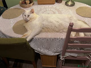 Maine Coon cats Maine Coon Male Available for Stud - Advert 10