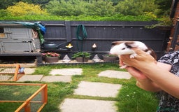 Guinea Pig rodents for sale: Male guniea pigs  - Image 4