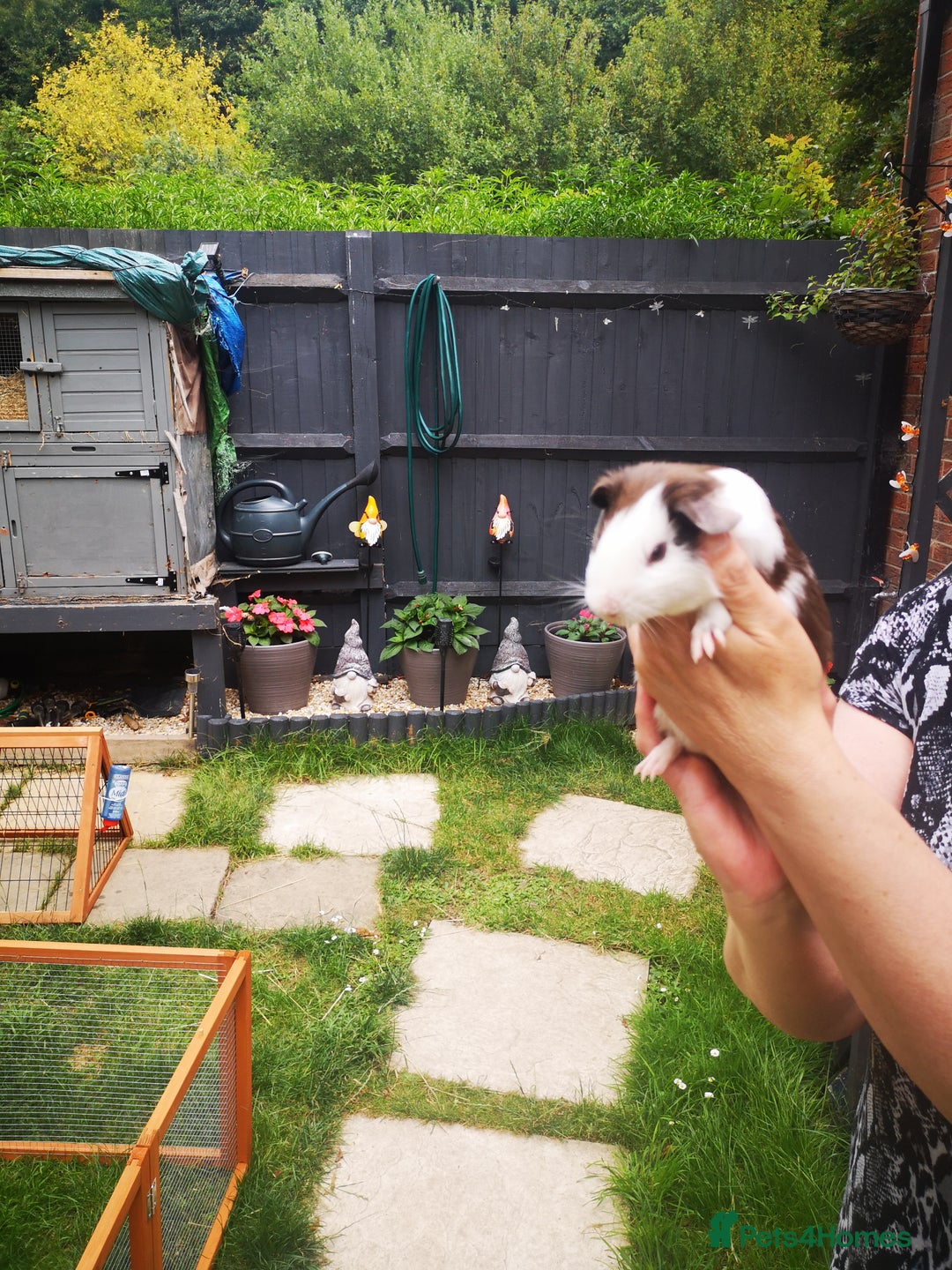 Guinea Pig rodents for sale: Male guniea pigs  - Image 4