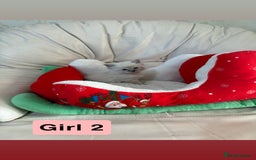 Ragdoll cats for sale: Stunning litter of ragdoll kittens  - Advert 16