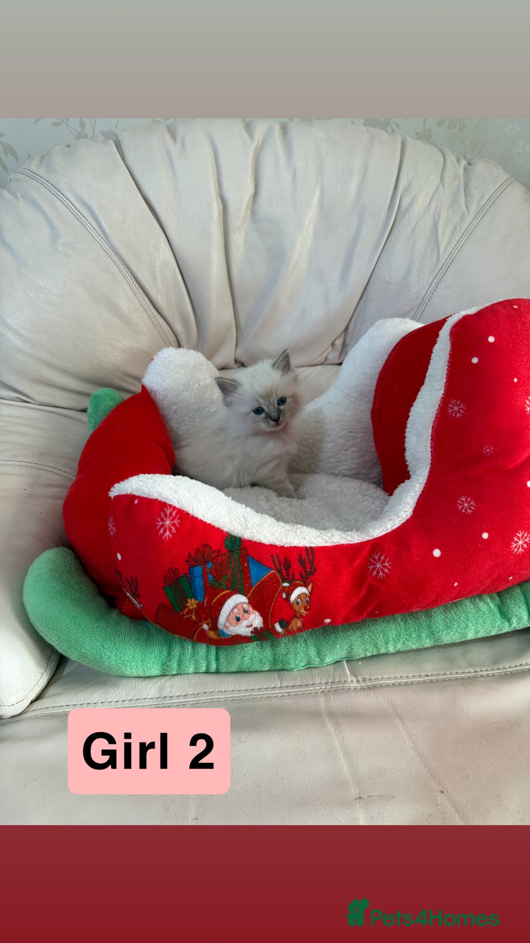 Ragdoll cats for sale: Stunning litter of ragdoll kittens  - Advert 16