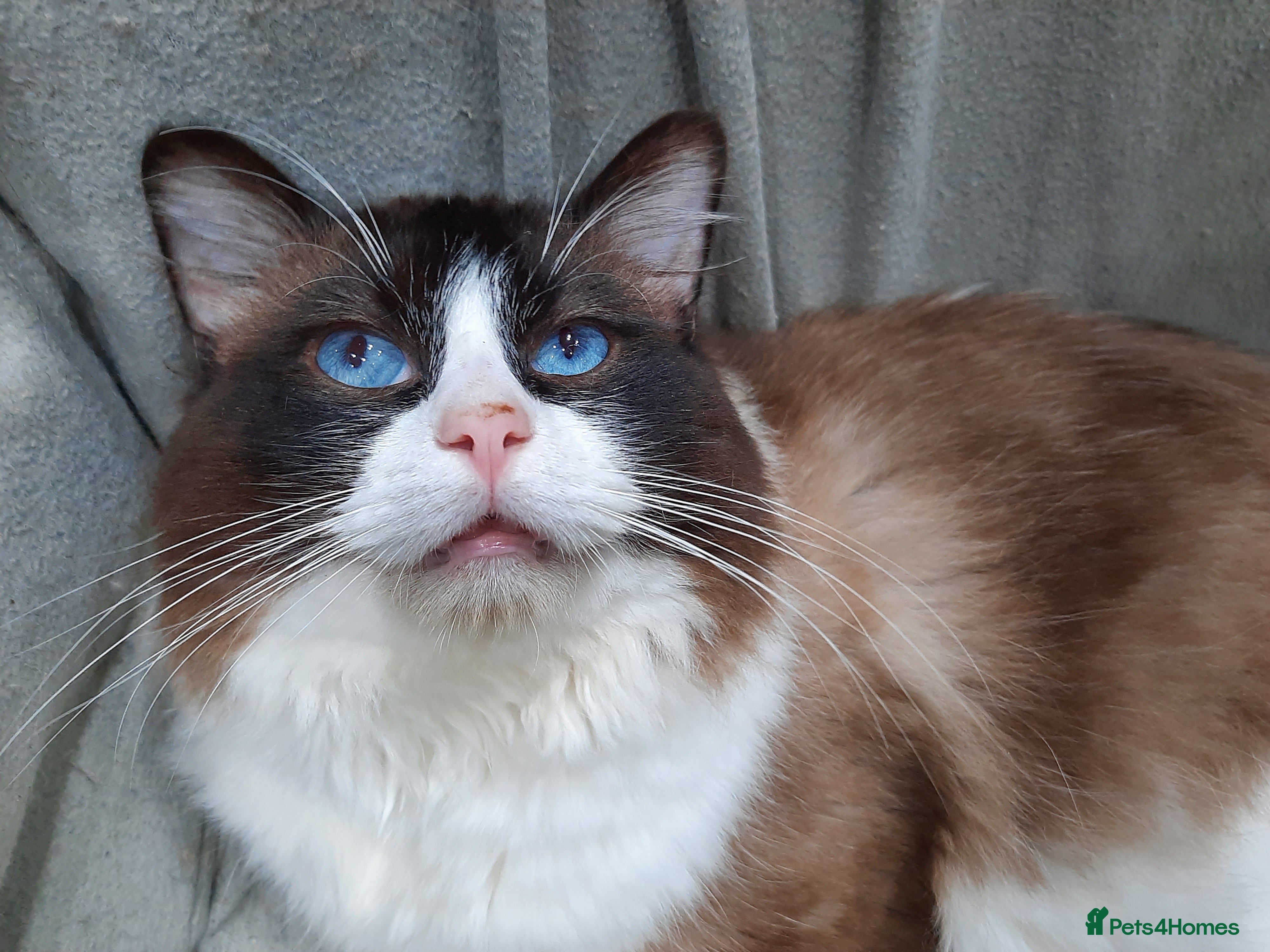 Ragdoll cats ACTIVE Dual GCCF TICA BiColour Ragdoll Proven  - Advert 12