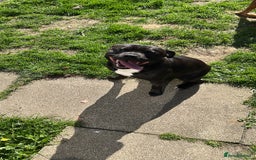 Staffordshire Bull Terrier dogs for stud: Staffy for stud - Image 1