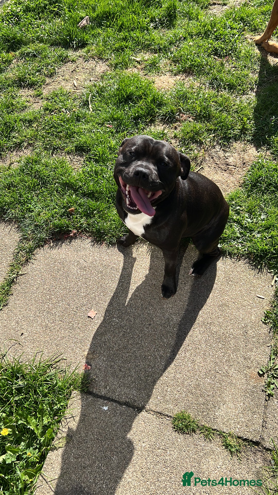 Staffordshire Bull Terrier dogs for stud: Staffy for stud - Image 1