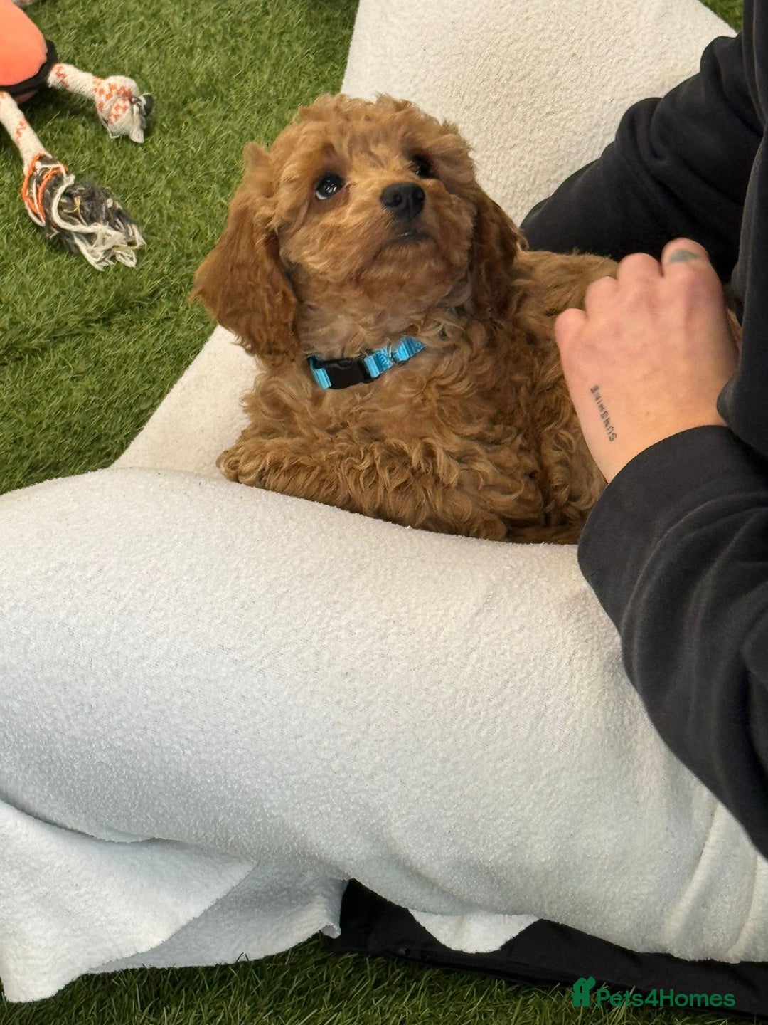 Cockapoo dogs for sale: F2 Cockerpoos Ready for their new homes. - Advert 23