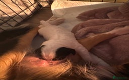 Mixed Breed dogs for sale: Border doodle - Image 11