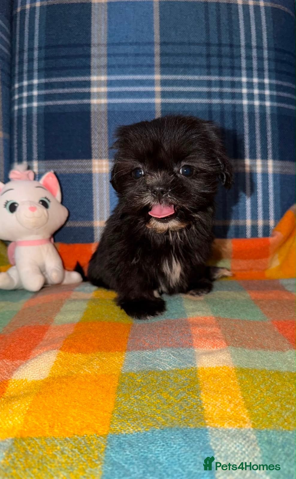 Shih Tzu dogs Stunning Black Shih Tzu Puppies - Advert 2