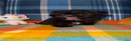 Shih Tzu dogs for sale: 💖💙Stunning Black Shih Tzu Puppies💙💖 - Advert 2