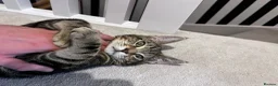 Mixed Breed cats for sale: Loving male tabby cat looking for a forever home  - Advert 4