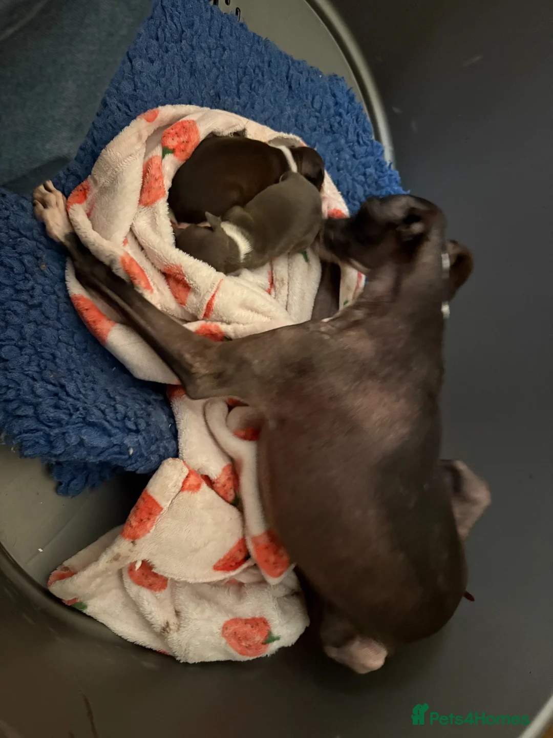 Italian Greyhound dogs for sale: 2 Female Italian Greyhounds - Advert 8