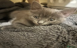Mixed Breed cats for sale: Russian blue cross stunning kittens 10 weeks old  - Image 3