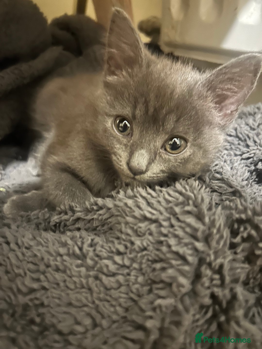 Mixed Breed cats for sale: Russian blue cross stunning kittens 10 weeks old  - Image 3