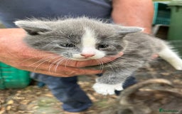 Mixed Breed cats for sale: Mixed breed Kitten’s  - Image 8