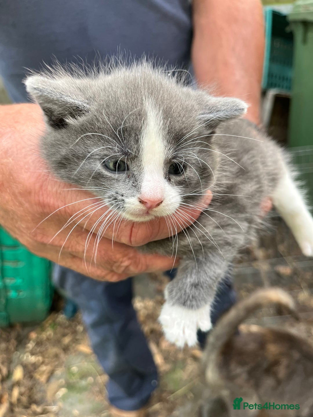 Mixed Breed cats for sale: Mixed breed Kitten’s  - Image 8