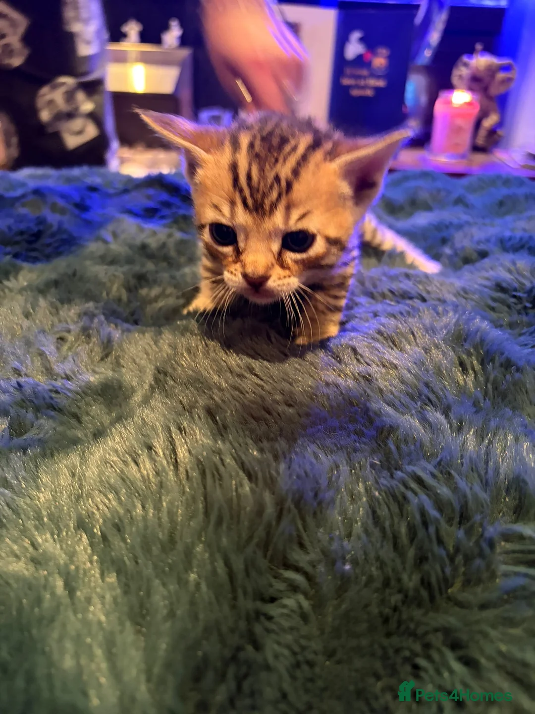 Bengal cats for sale: Snow Mink/Lynx & Brown Rosette/Marble Bengals in Worthing - Advert 4