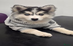 Pomsky dogs for sale: Pomsky F3 Pups -Read Descp - Image 11